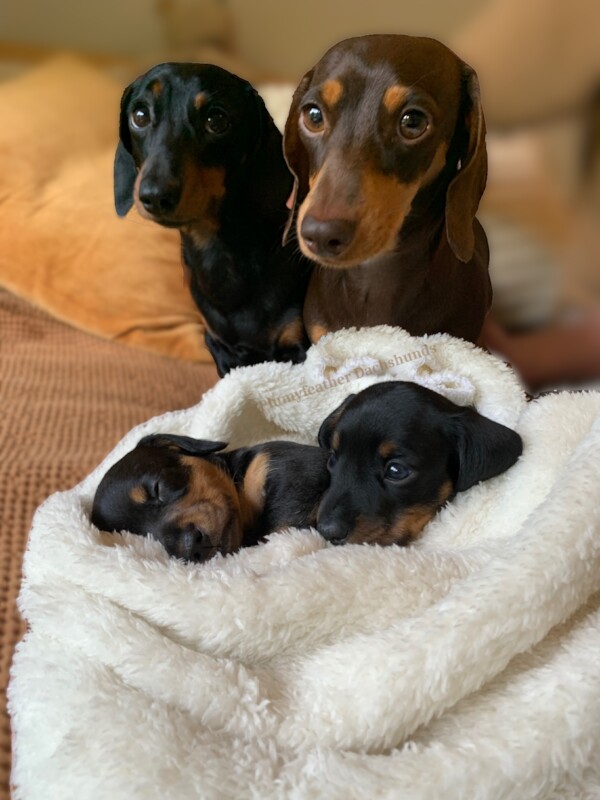 STUD - Champ Sired 4kg Miniature Dachshund - PRA Clear for sale in Royal Tunbridge Wells, Kent | Image 2