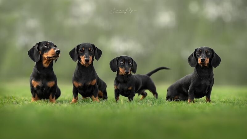STUD - Champ Sired 4kg Miniature Dachshund - PRA Clear for sale in Royal Tunbridge Wells, Kent | Image 3