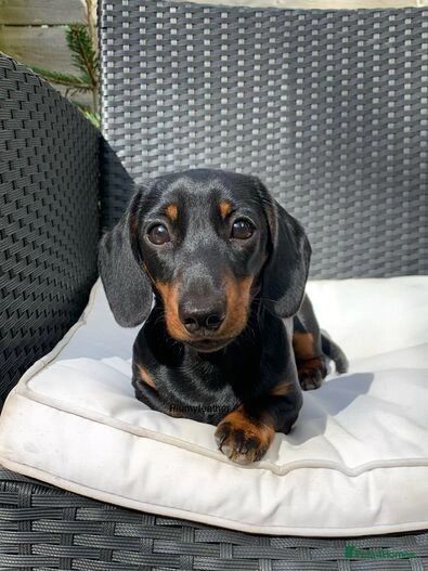 STUD - Champ Sired 4kg Miniature Dachshund - PRA Clear for sale in Royal Tunbridge Wells, Kent | Image 4