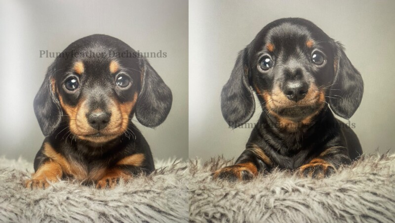 Dachshund puppies for sale in Royal Tunbridge Wells, Kent – KC registered, 3 years old - Image 5 of 7