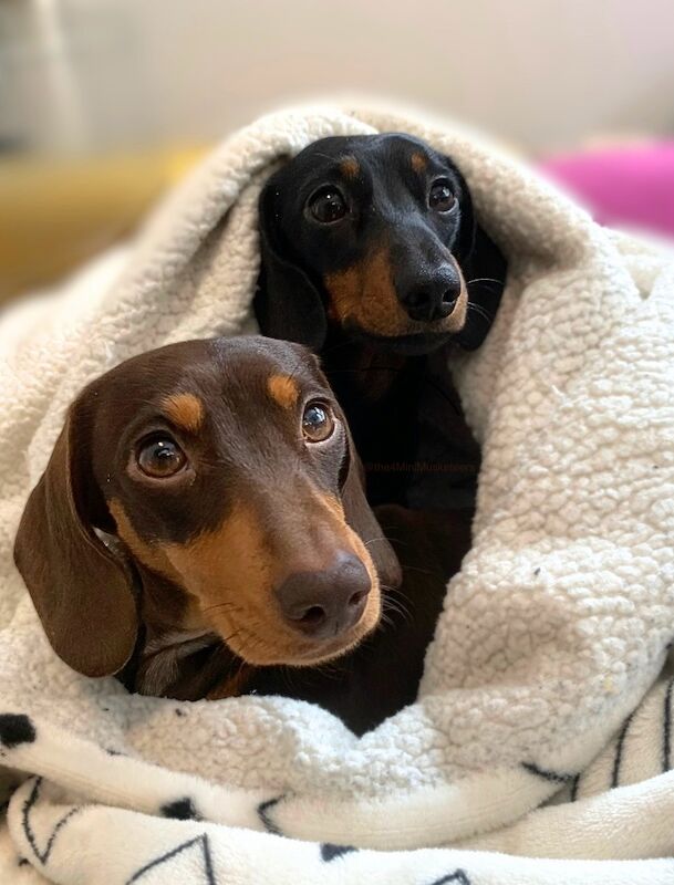 Dachshund puppies for sale in Royal Tunbridge Wells, Kent – KC registered, 3 years old - Image 6 of 7