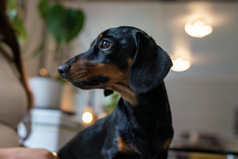 STUD Champion Sired Miniature Dachshund for sale in Royal Tunbridge Wells, Kent | Image 2