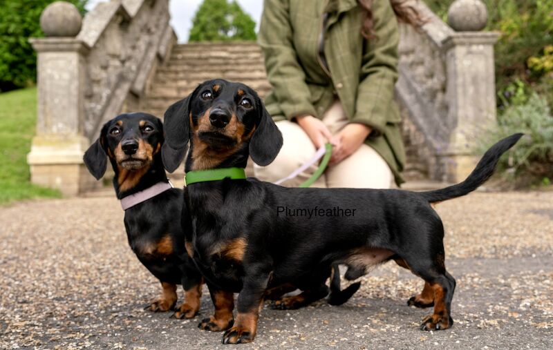 STUD Champion Sired Miniature Dachshund for sale in Royal Tunbridge Wells, Kent | Image 3