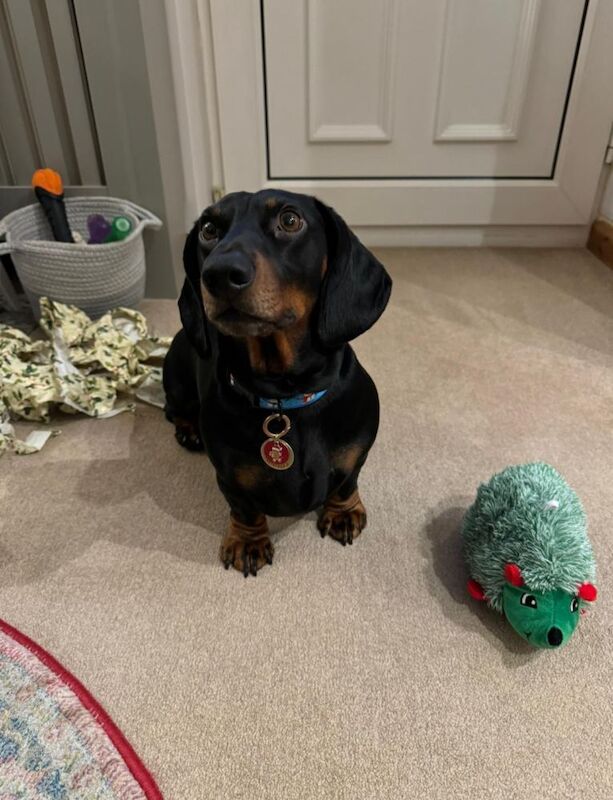 Dachshund stud dog for stud in Southampton, Hampshire – KC registered, 4 years old