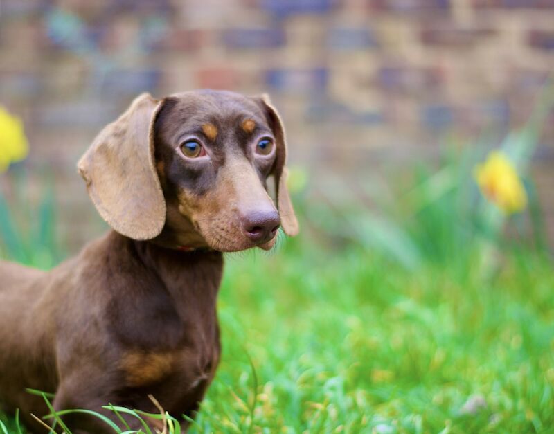 Stunning Chocolate and Tan Female for sale in Basildon, Essex - Image 1
