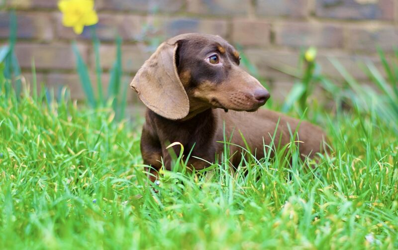 Stunning Chocolate and Tan Female for sale in Basildon, Essex - Image 2
