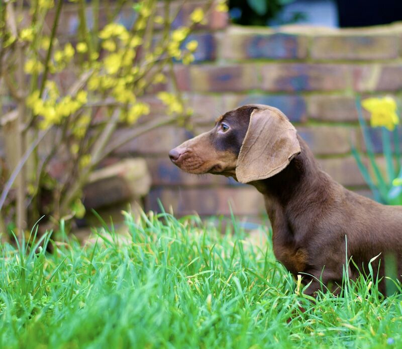 Stunning Chocolate and Tan Female for sale in Basildon, Essex - Image 3