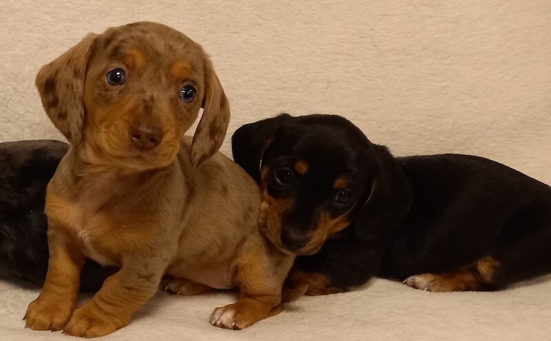 Stunning colours show quality mini dachshunds puppies for sale in Burgh le Marsh, Lincolnshire 