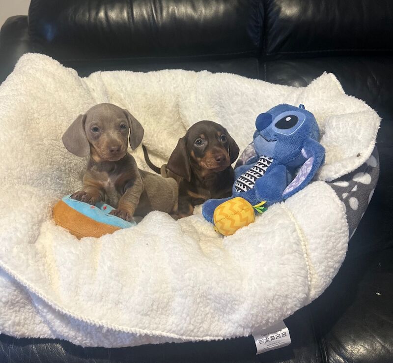 Dachshund puppies for sale in Driffield, East Riding of Yorkshire – 7 weeks old
