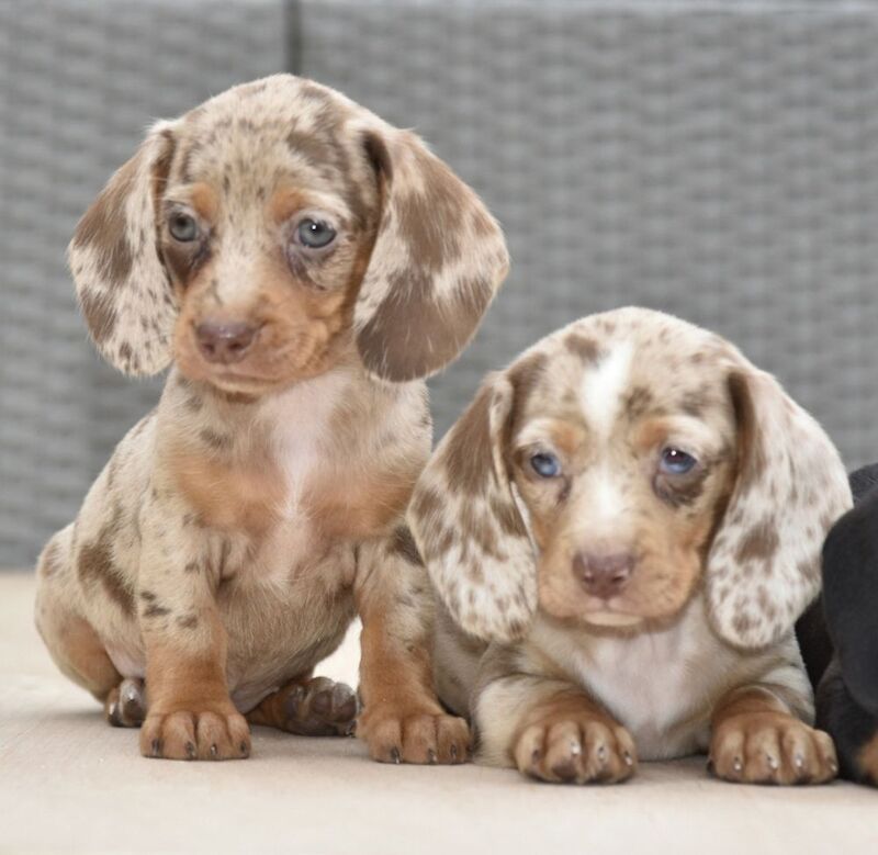 Dachshund puppies for sale in Tarleton, Lancashire – 7 weeks old