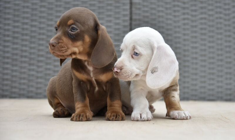 Dachshund puppies for sale in Tarleton, Lancashire – 7 weeks old - Image 2 of 12