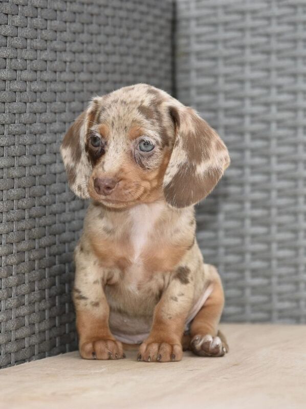 Dachshund puppies for sale in Tarleton, Lancashire – 7 weeks old - Image 3 of 12