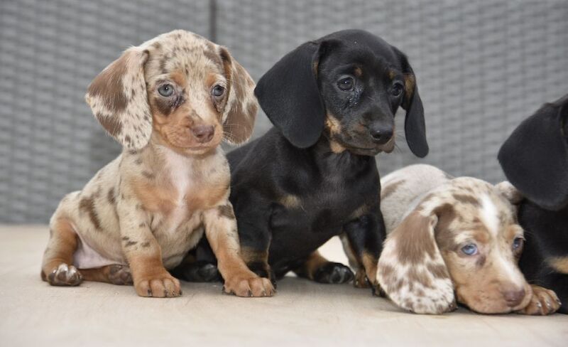 Dachshund puppies for sale in Tarleton, Lancashire – 7 weeks old - Image 4 of 12