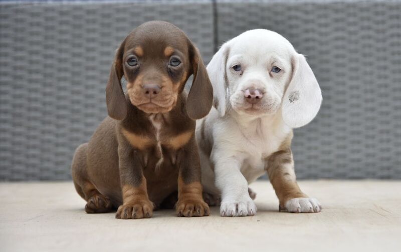 Dachshund puppies for sale in Tarleton, Lancashire – 7 weeks old - Image 5 of 12