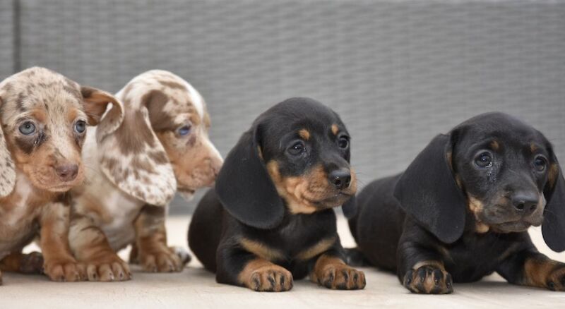 Dachshund puppies for sale in Tarleton, Lancashire – 7 weeks old - Image 6 of 12