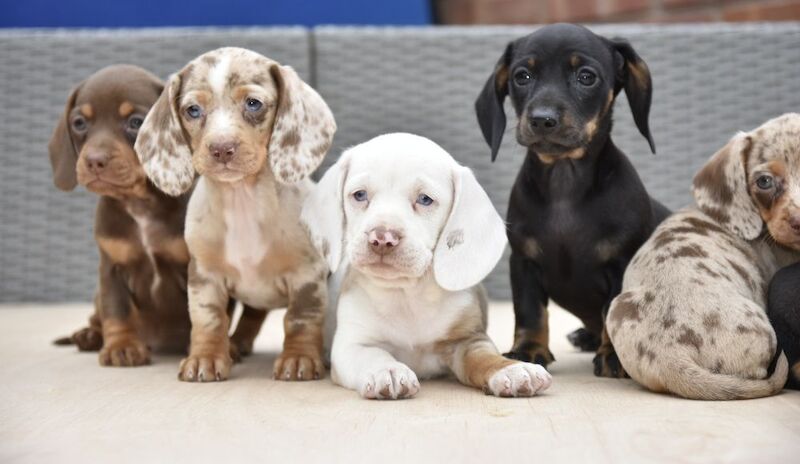 Dachshund puppies for sale in Tarleton, Lancashire – 7 weeks old - Image 7 of 12