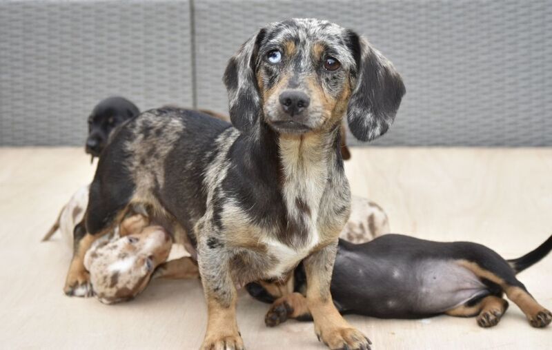 Dachshund puppies for sale in Tarleton, Lancashire – 7 weeks old - Image 8 of 12