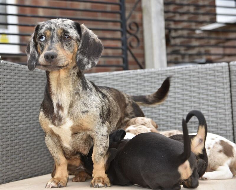 Dachshund puppies for sale in Tarleton, Lancashire – 7 weeks old - Image 9 of 12