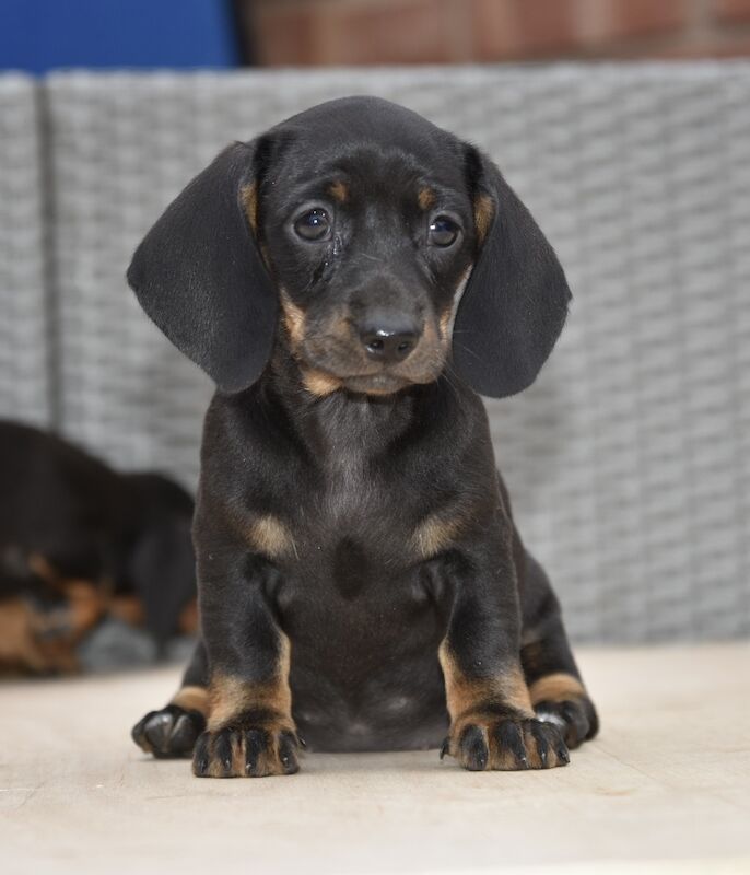 Dachshund puppies for sale in Tarleton, Lancashire – 7 weeks old - Image 10 of 12