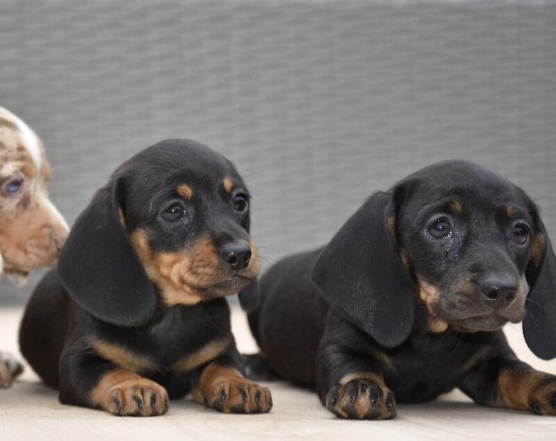 Dachshund puppies for sale in Tarleton, Lancashire – 7 weeks old - Image 11 of 12