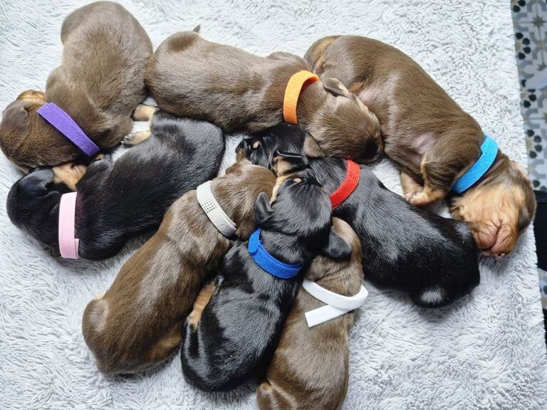 Dachshund puppies for sale in Nelson, Lancashire – KC registered, 4 weeks old