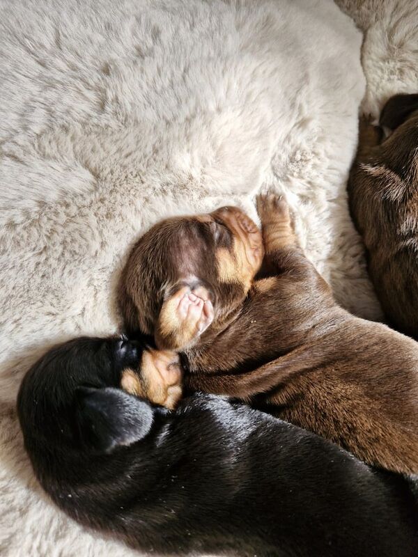 Dachshund puppies for sale in Nelson, Lancashire – KC registered, 7 weeks old - Image 2 of 3
