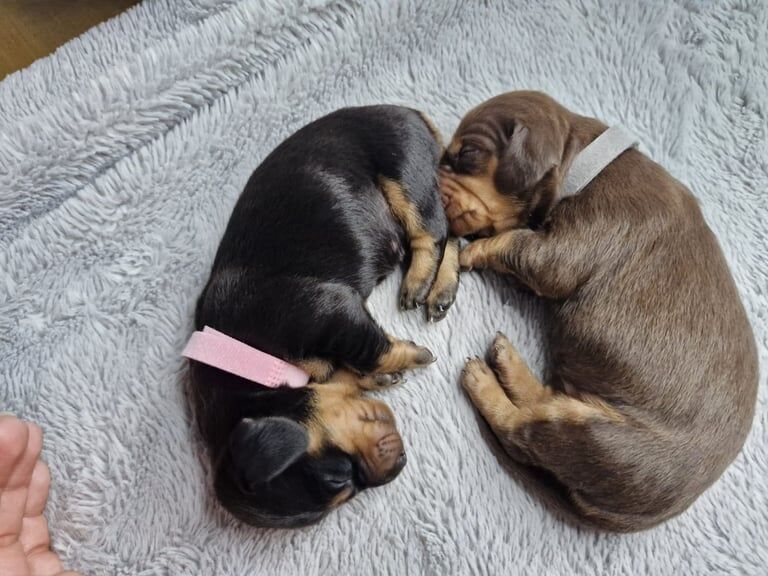 Dachshund puppies for sale in Nelson, Lancashire – KC registered, 7 weeks old - Image 3 of 3