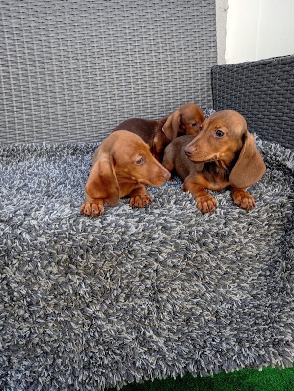 Dachshund puppies for sale in St Ives, Cambridgeshire – 11 weeks old