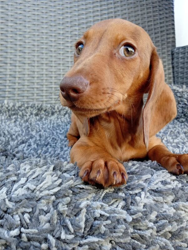Dachshund puppies for sale in St Ives, Cambridgeshire – 11 weeks old - Image 2 of 12