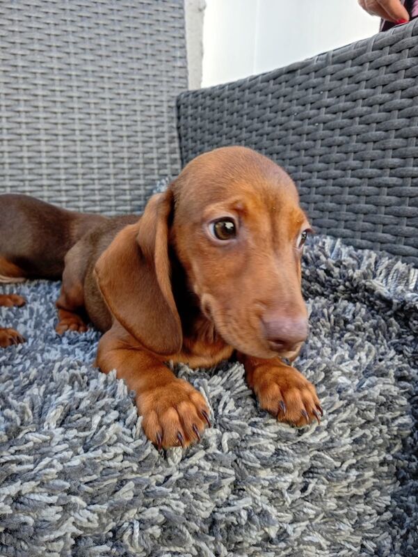 Dachshund puppies for sale in St Ives, Cambridgeshire – 11 weeks old - Image 3 of 12