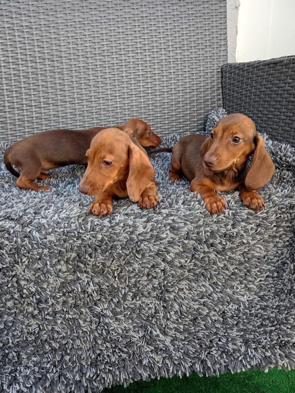 Dachshund puppies for sale in St Ives, Cambridgeshire – 11 weeks old - Image 4 of 12