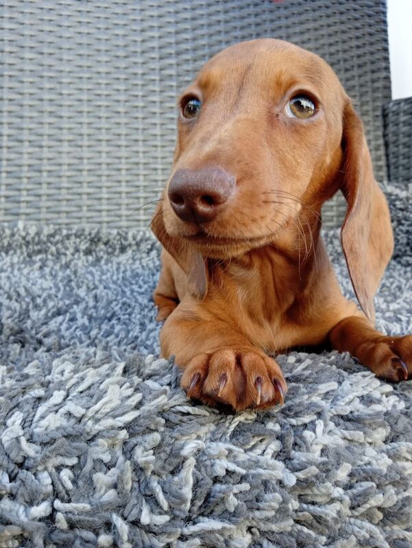 Dachshund puppies for sale in St Ives, Cambridgeshire – 11 weeks old - Image 5 of 12