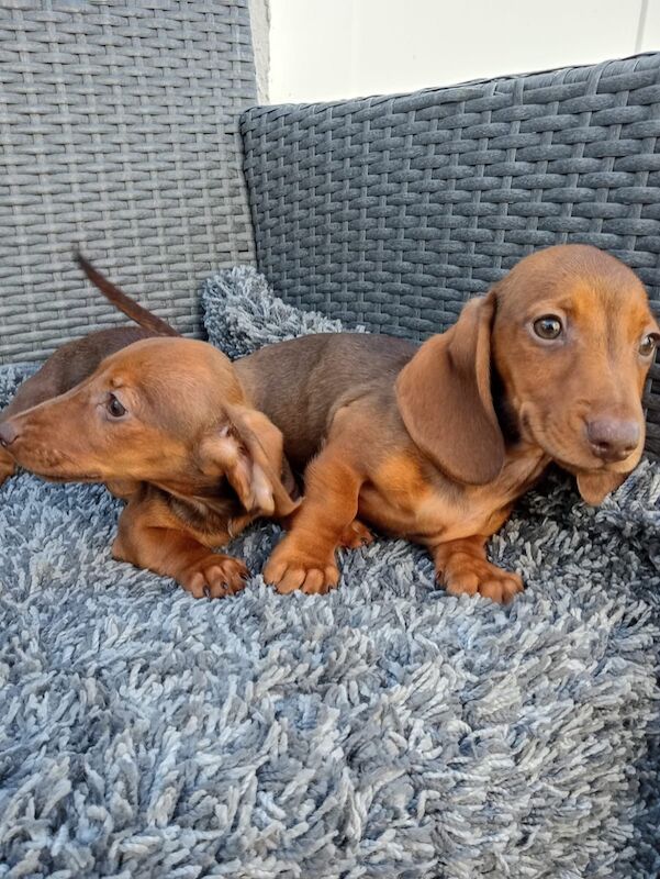 Dachshund puppies for sale in St Ives, Cambridgeshire – 11 weeks old - Image 6 of 12