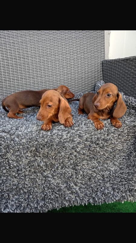 Dachshund puppies for sale in St Ives, Cambridgeshire – 11 weeks old - Image 7 of 12