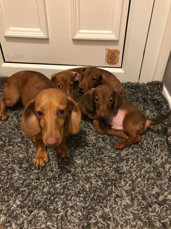 Dachshund puppies for sale in St Ives, Cambridgeshire – 11 weeks old - Image 8 of 12