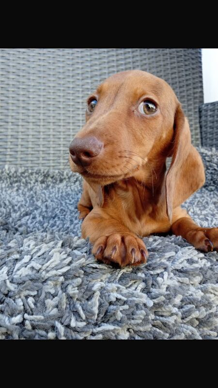 Dachshund puppies for sale in St Ives, Cambridgeshire – 11 weeks old - Image 9 of 12