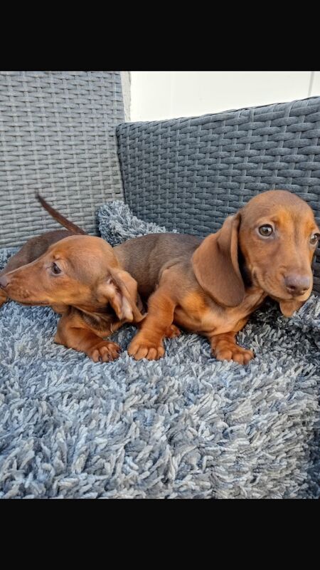 Dachshund puppies for sale in St Ives, Cambridgeshire – 11 weeks old - Image 10 of 12