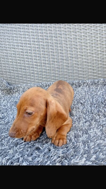 Dachshund puppies for sale in St Ives, Cambridgeshire – 11 weeks old - Image 11 of 12