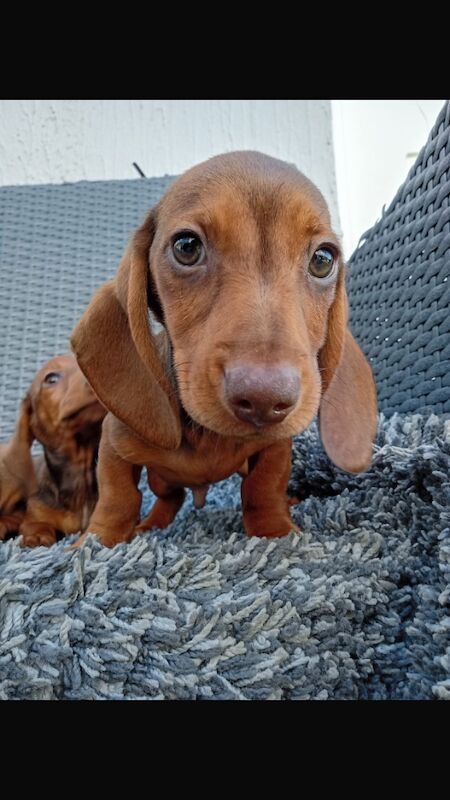 Dachshund puppies for sale in St Ives, Cambridgeshire – 11 weeks old - Image 12 of 12