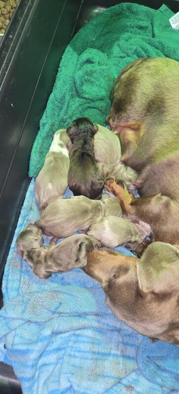 Dachshund puppies for sale in Spalding, Lincolnshire – 4 weeks old - Image 2 of 11