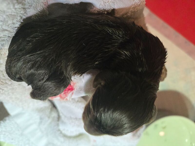 Dachshund puppies for sale in Spalding, Lincolnshire – 4 weeks old - Image 3 of 11