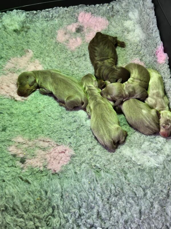 Dachshund puppies for sale in Spalding, Lincolnshire – 4 weeks old - Image 4 of 11