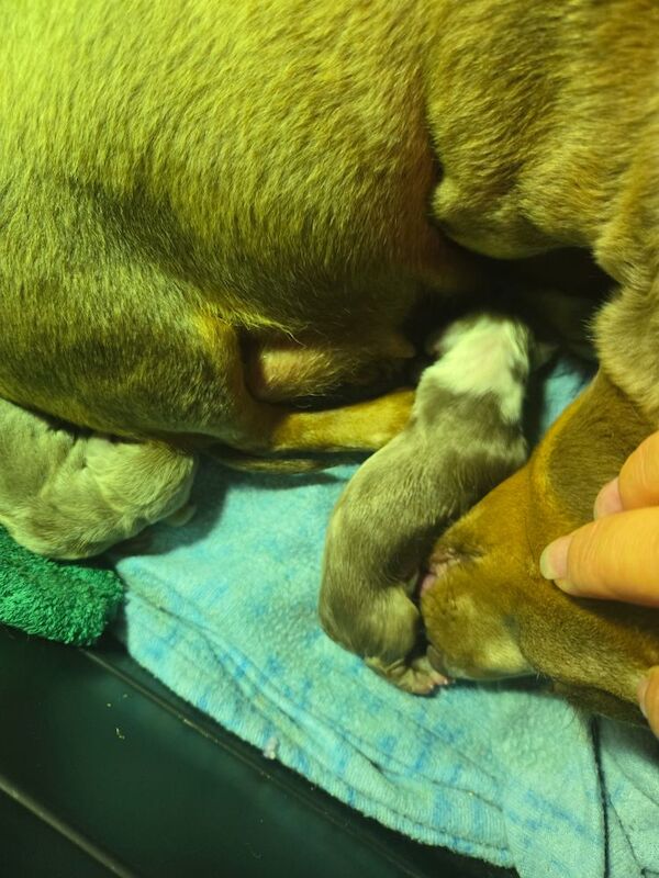 Dachshund puppies for sale in Spalding, Lincolnshire – 4 weeks old - Image 5 of 11