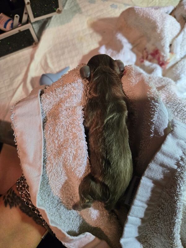 Dachshund puppies for sale in Spalding, Lincolnshire – 4 weeks old - Image 6 of 11