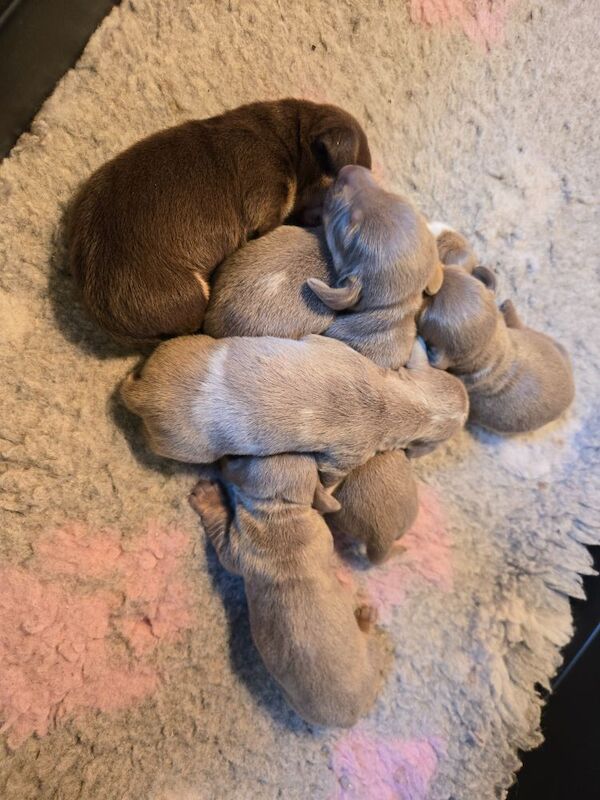 Dachshund puppies for sale in Spalding, Lincolnshire – 4 weeks old - Image 8 of 11