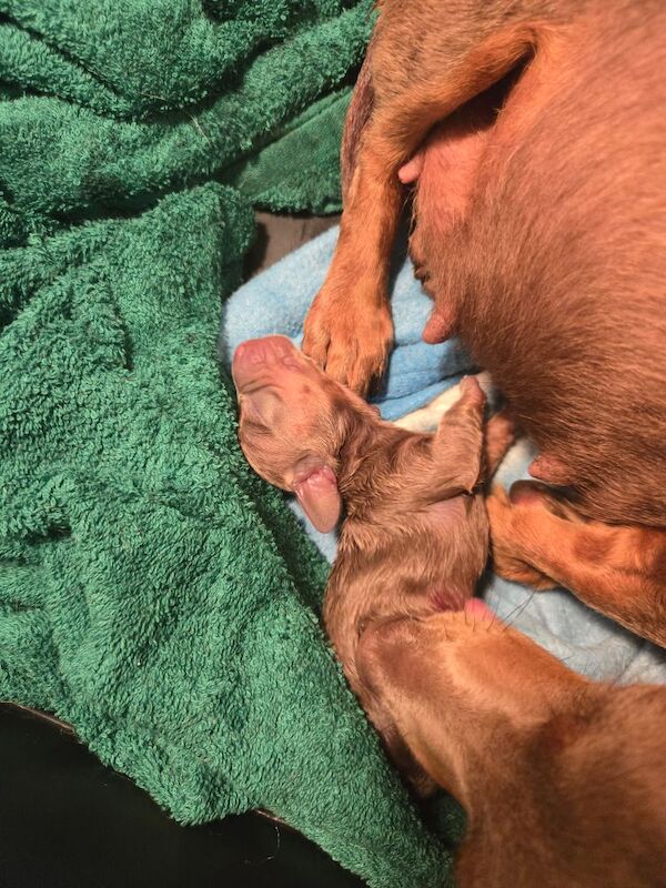 Dachshund puppies for sale in Spalding, Lincolnshire – 4 weeks old - Image 10 of 11