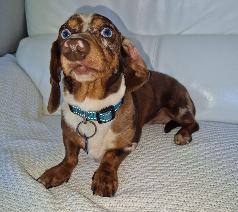 Dachshund puppies for sale in Spalding, Lincolnshire – 4 weeks old - Image 11 of 11