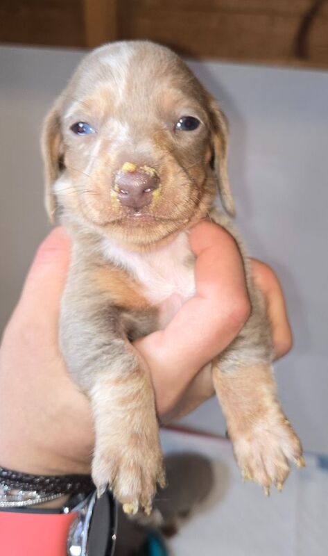 Dachshund puppies for sale in Spalding, Lincolnshire – 8 weeks old