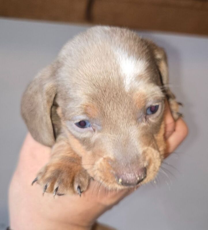 Dachshund puppies for sale in Spalding, Lincolnshire – 8 weeks old - Image 2 of 13