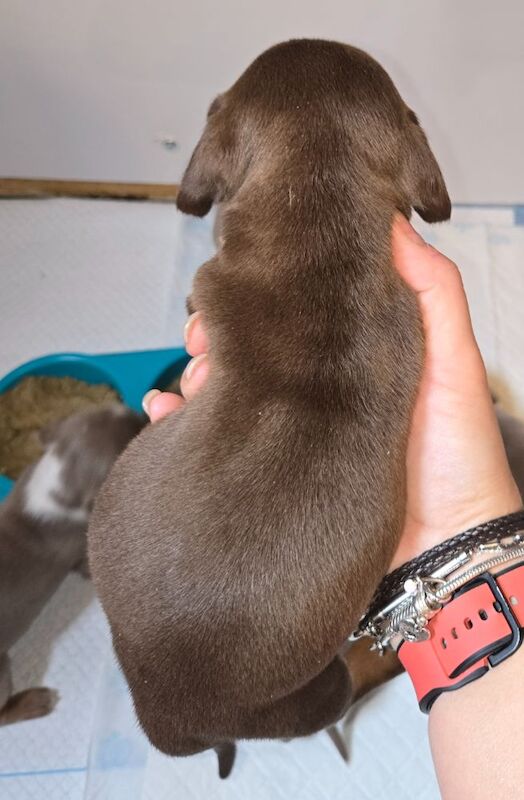 Dachshund puppies for sale in Spalding, Lincolnshire – 8 weeks old - Image 3 of 13